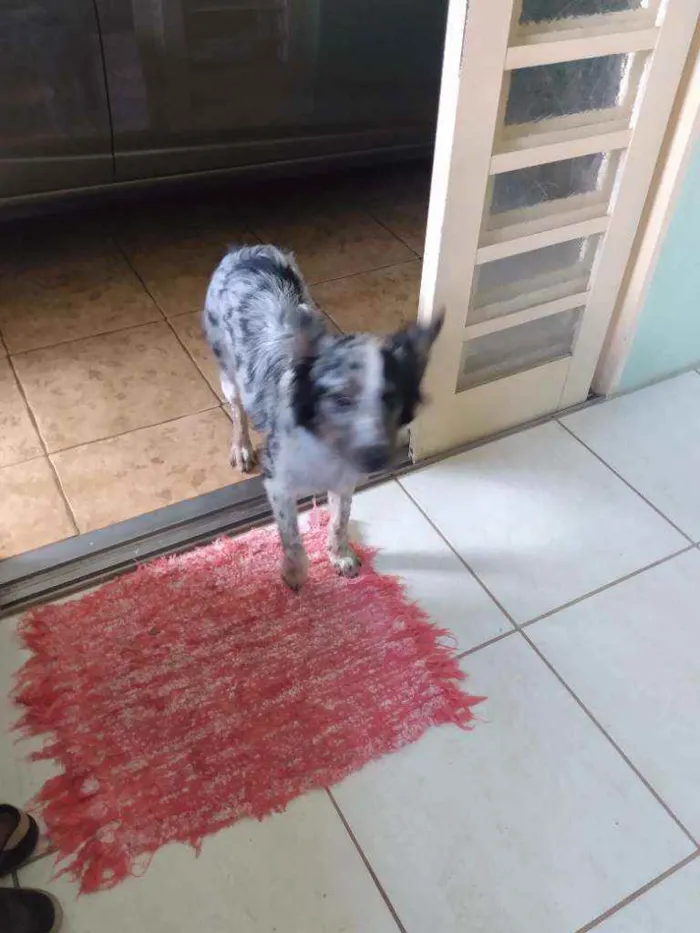 Cachorro raça Boder Collie c/ Burriler idade 7 a 11 meses nome Mel