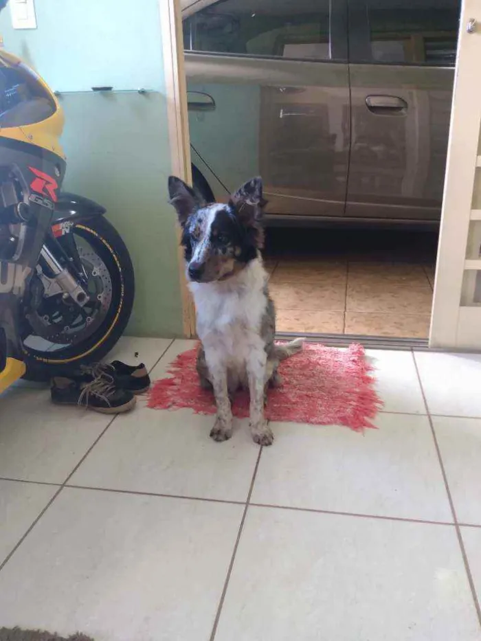 Cachorro raça Boder Collie c/ Burriler idade 7 a 11 meses nome Mel