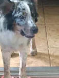Mel