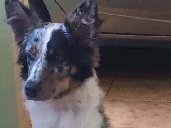 Cachorro raça Boder Collie c/ Burriler idade 7 a 11 meses nome Mel