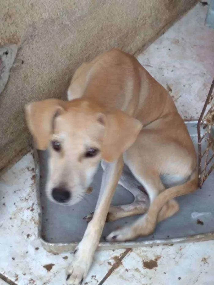 Cachorro ra a Srd idade 2 a 6 meses nome Juliy