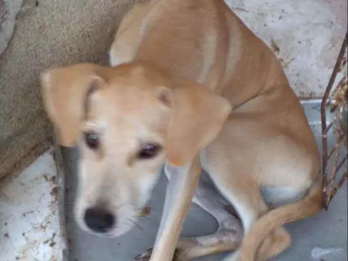 Cachorro ra a Srd idade 2 a 6 meses nome Juliy