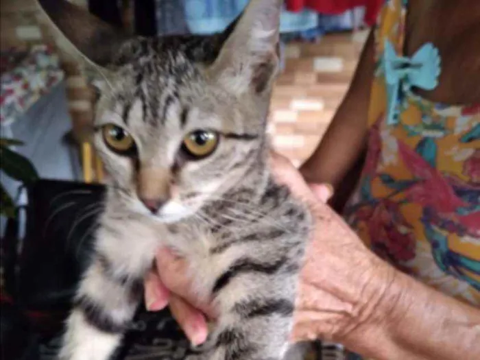 Gato raça SRD idade 2 a 6 meses nome Tigradinha