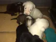 Felina max laureta L