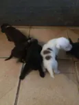 Felina max laureta L