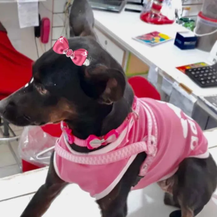 Cachorro ra a Mestiça  idade 3 anos nome Tete 