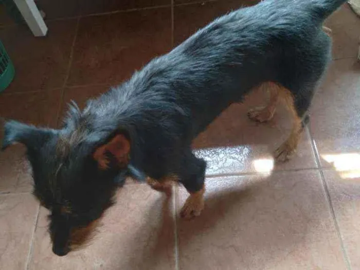 Cachorro ra a Vira lata idade 1 ano nome Billy