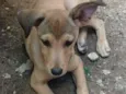 Carminha