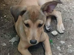 Cachorro raça SRD-ViraLata idade 2 a 6 meses nome Carminha