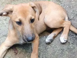 Cachorro raça SRD-ViraLata idade 2 a 6 meses nome Bibi