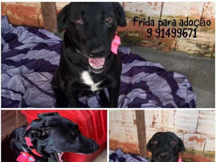 Cachorro ra a SRD   SEM RAÇA DEFINIDA idade 1 ano nome FRIDA