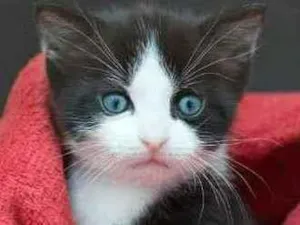 Gato raça SRD idade Abaixo de 2 meses nome Sem nome