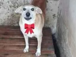 Cachorro raça Srd idade 4 anos nome NINO
