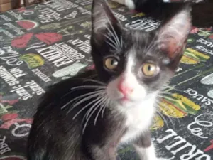 Gato raça SRD idade 2 a 6 meses nome Frajolinha