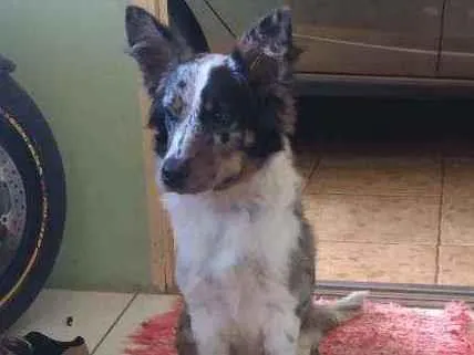 Cachorro raça Boder Collie c/ Burriler idade 7 a 11 meses nome Mel