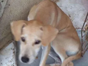 Cachorro raça Srd idade 2 a 6 meses nome Juliy