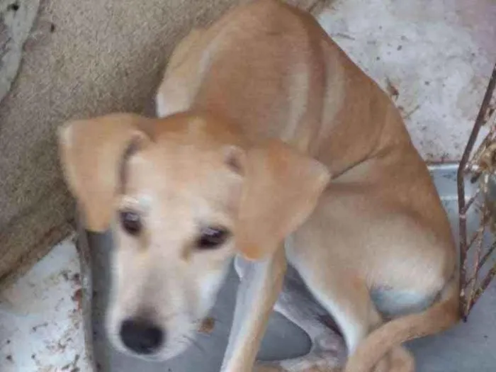 Cachorro ra a Srd idade 2 a 6 meses nome Juliy