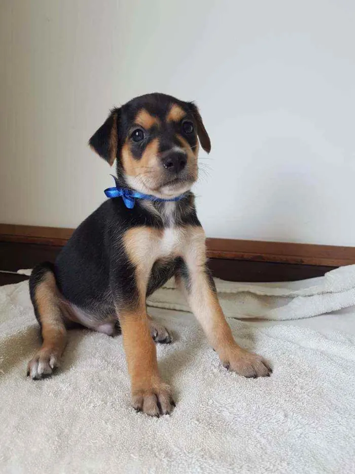 Cachorro ra a SrD idade 2 a 6 meses nome Sem.nome