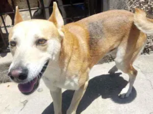 Cachorro raça Srd idade 1 ano nome TROVÃO