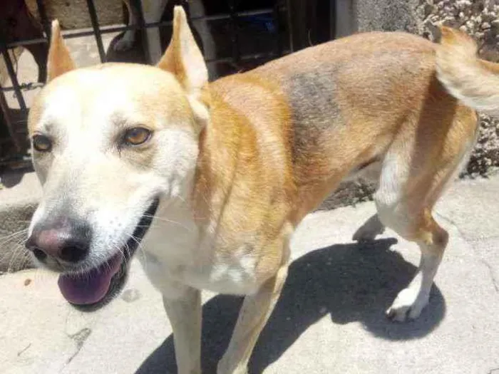 Cachorro raça Srd idade 1 ano nome TROVÃO