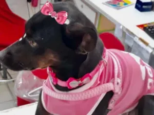 Cachorro raça Mestiça  idade 3 anos nome Tete 