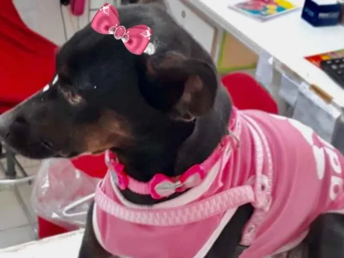 Cachorro ra a Mestiça  idade 3 anos nome Tete 