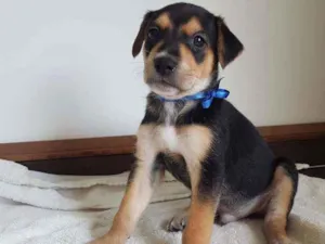 Cachorro raça SrD idade 2 a 6 meses nome Sem.nome