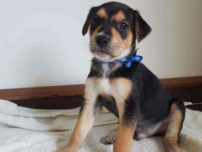 Cachorro ra a SrD idade 2 a 6 meses nome Sem.nome