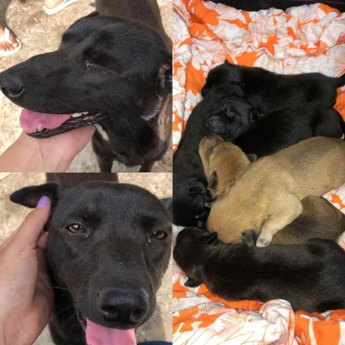 Cachorro ra a Viralata  idade 3 anos nome Sem nome 