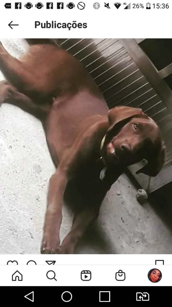 Cachorro ra a Labrador misturado com viralat idade 1 ano nome Luby