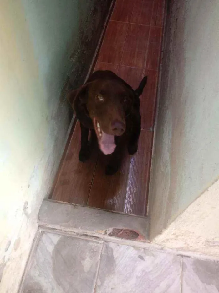 Cachorro ra a Labrador misturado com viralat idade 1 ano nome Luby