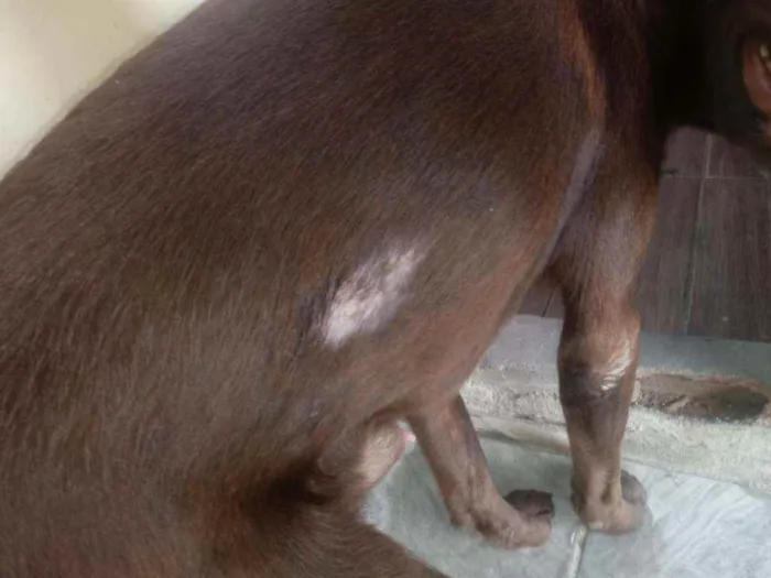 Cachorro ra a Labrador misturado com viralat idade 1 ano nome Luby