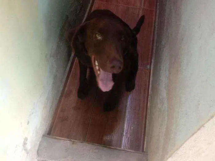 Cachorro ra a Labrador misturado com viralat idade 1 ano nome Luby