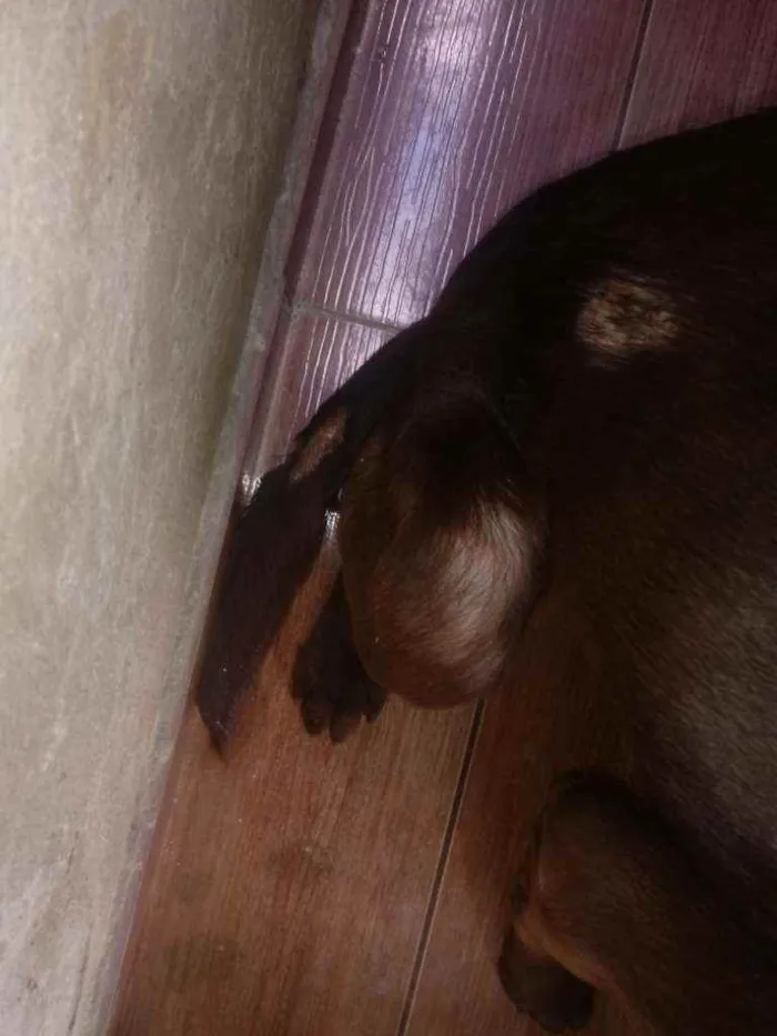 Cachorro ra a Labrador misturado com viralat idade 1 ano nome Luby