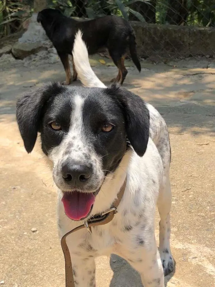 Cachorro raça SRD-ViraLata idade 1 ano nome Princesa