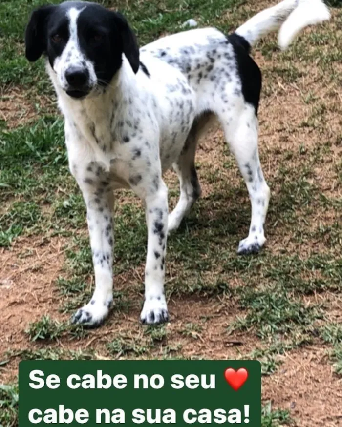 Cachorro raça SRD-ViraLata idade 1 ano nome Princesa