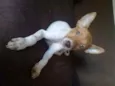 Penélope 