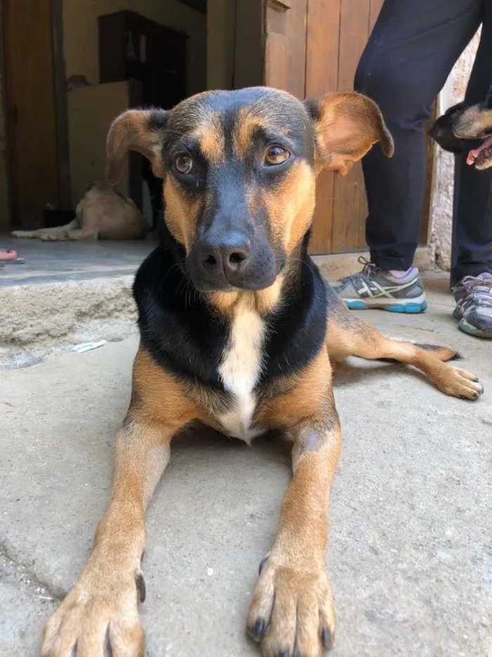 Cachorro raça SRD-ViraLata idade 7 a 11 meses nome Flor