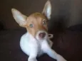 Penélope 