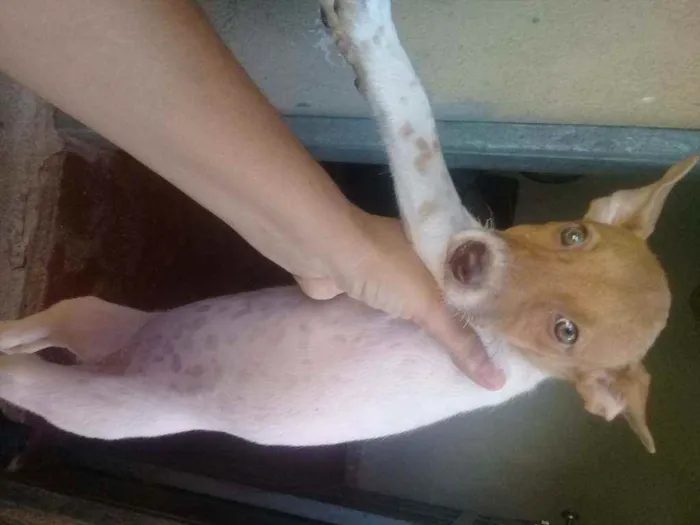 Cachorro ra a SRD idade 2 a 6 meses nome Penélope 