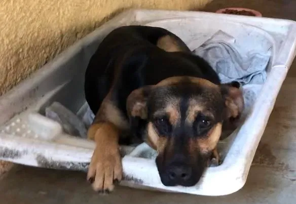Cachorro raça SRD-ViraLata idade 7 a 11 meses nome Flor