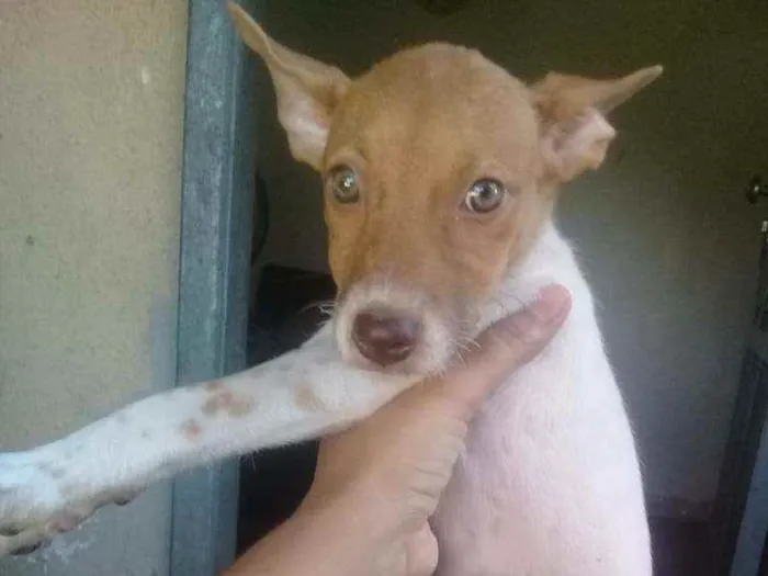 Cachorro ra a SRD idade 2 a 6 meses nome Penélope 