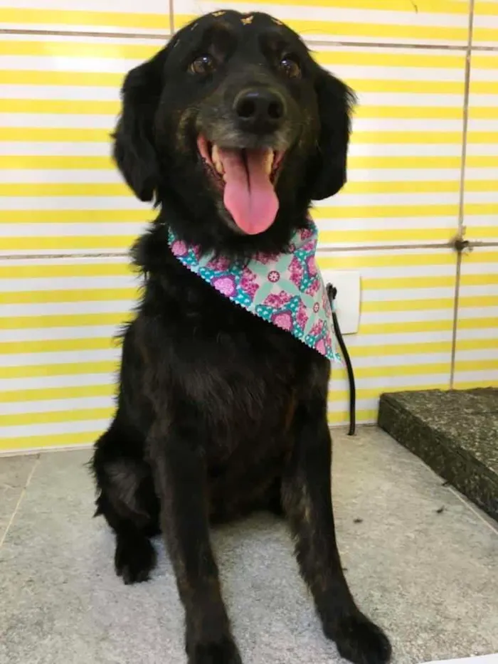 Cachorro raça SRD-ViraLata idade 1 ano nome Poly