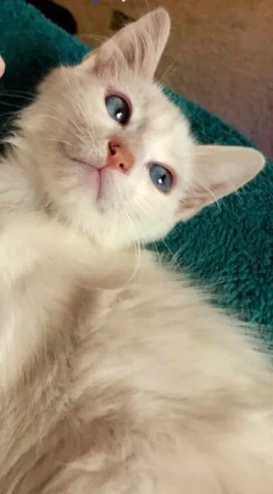 Gato raça SRD-ViraLata idade 2 a 6 meses nome Doce