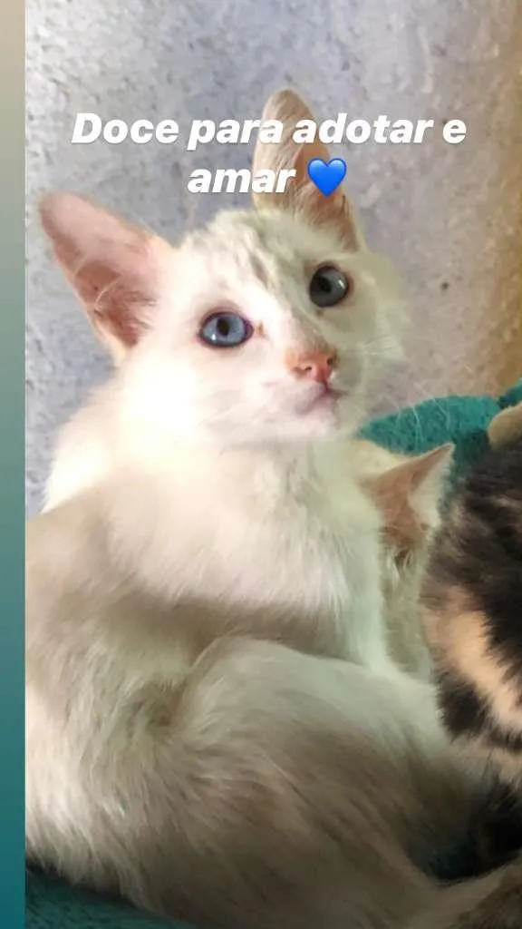 Gato raça SRD-ViraLata idade 2 a 6 meses nome Doce