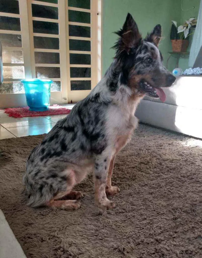 Cachorro raça Boder Collie c/ Burriler idade 7 a 11 meses nome Mel