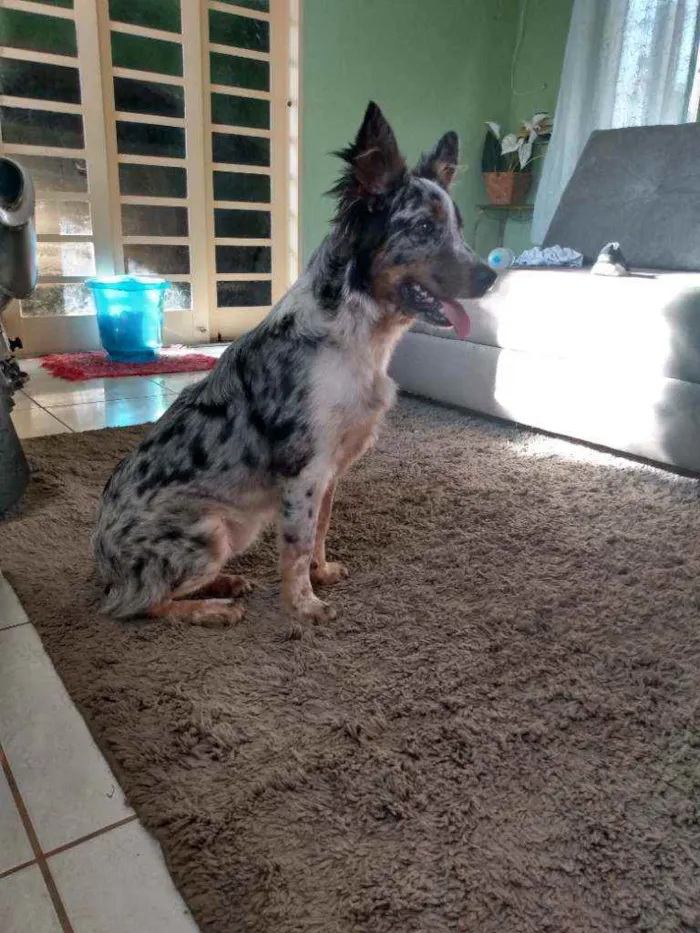 Cachorro raça Boder Collie c/ Burriler idade 7 a 11 meses nome Mel