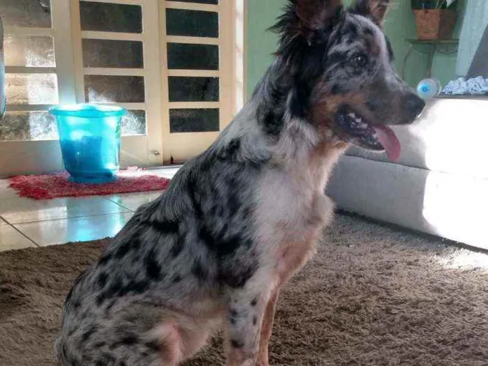 Cachorro raça Boder Collie c/ Burriler idade 7 a 11 meses nome Mel