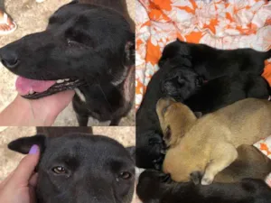 Cachorro raça Viralata  idade 3 anos nome Sem nome 