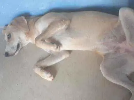 Cachorro ra a Labrador idade 7 a 11 meses nome Princesa